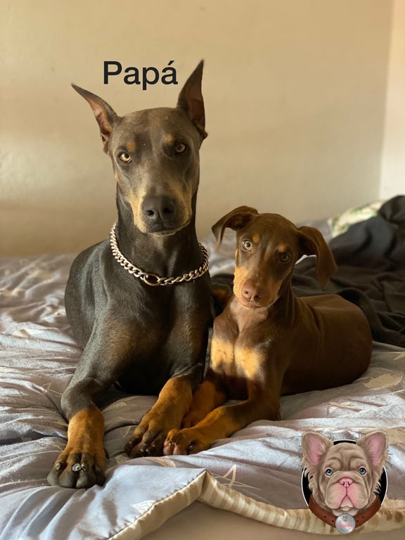 Doberman adulto azul acostado junto a un cachorro rojizo
