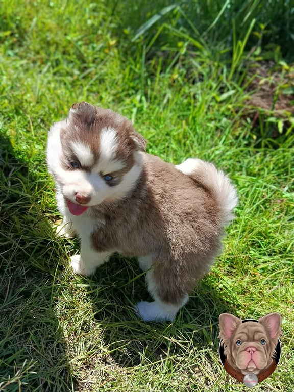 Cachorro Pomsky beige y blanco de pie sobre el pasto con la lengua afuera