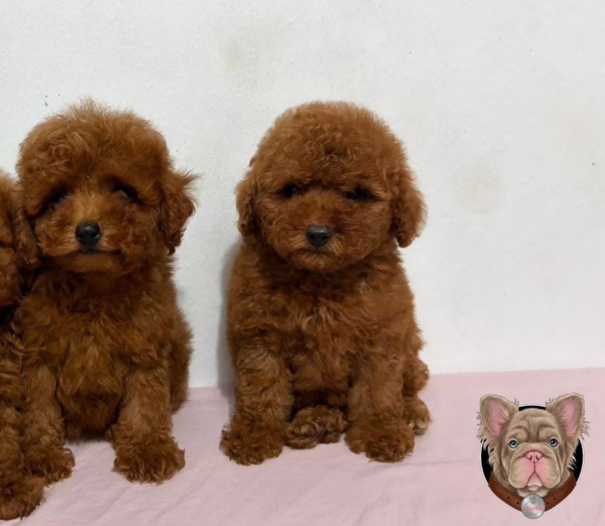 Dos cachorros Poodle de pie sobre fondo claro