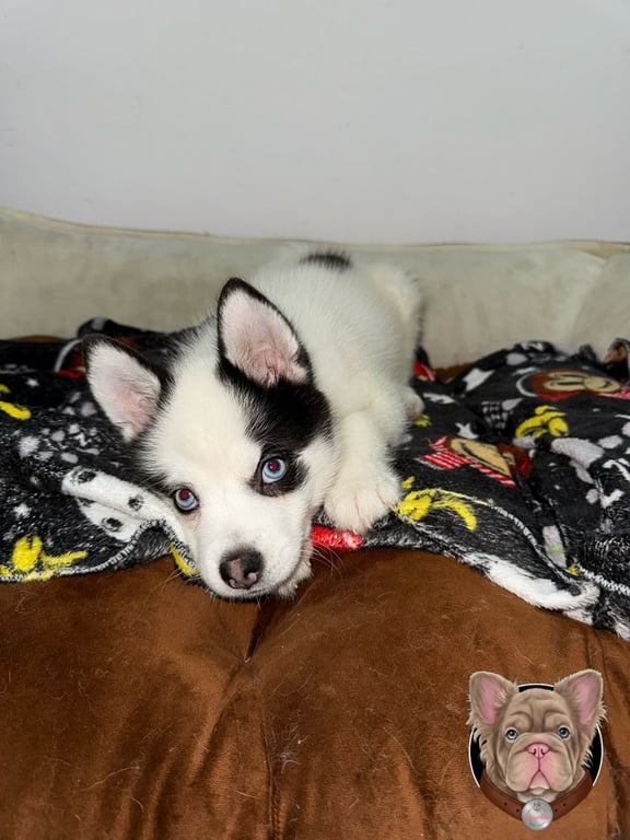Cachorro Pomsky blanco y negro recostado sobre una manta estampada