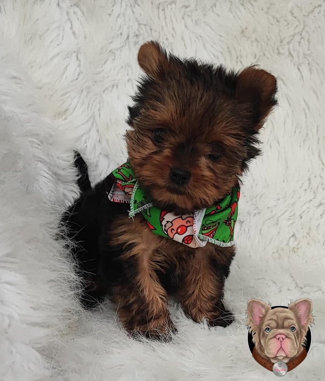 Yorkshire Terrier cachorro de pie sobre fondo blanco peludo