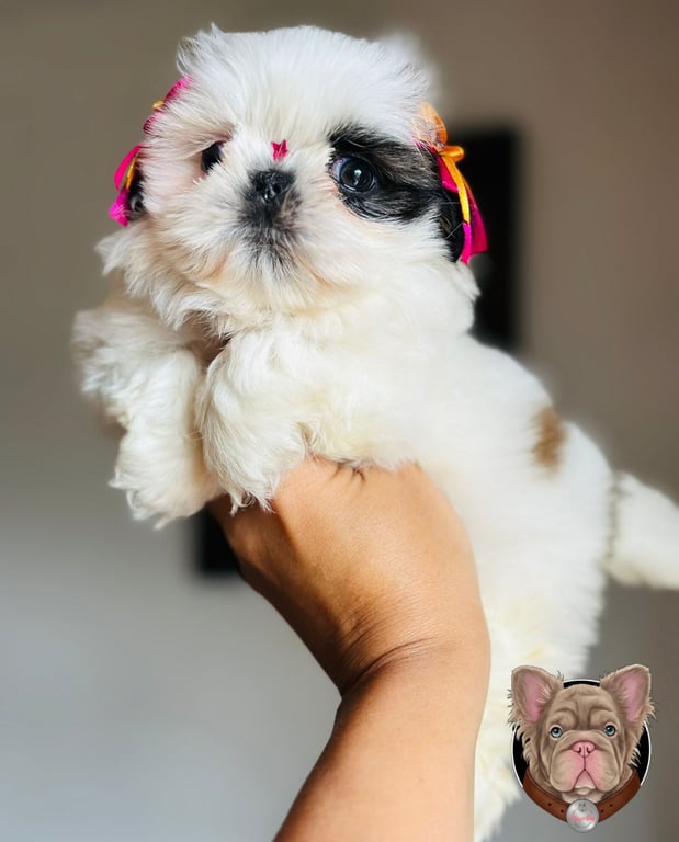 Cachorro Shih Tzu blanco de manto abundante sostenido en brazos con moño decorativo