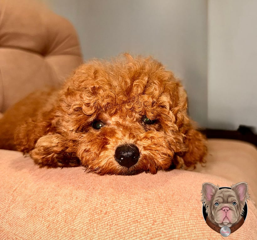 Cachorro Poodle recostado de cerca sobre superficie suave