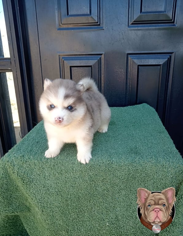 Cachorro Pomsky gris y blanco de pie sobre una superficie verde