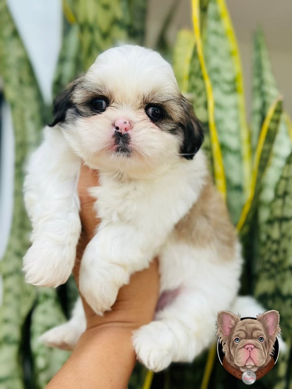 Cachorro Shih Tzu sostenido en brazos con fondo de plantas verdes