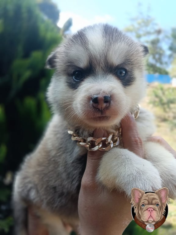 Cachorro Pomsky gris y blanco sostenido en brazos en primer plano