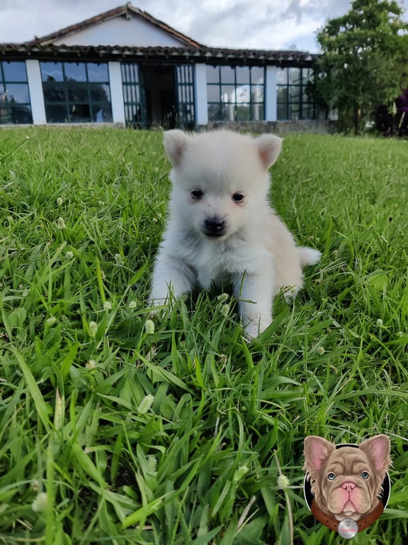 Cachorro Pomsky crema y blanco sentado entre el pasto