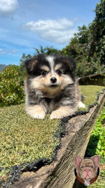 Cachorro Pomsky de manto abundante sentado sobre un muro de piedra