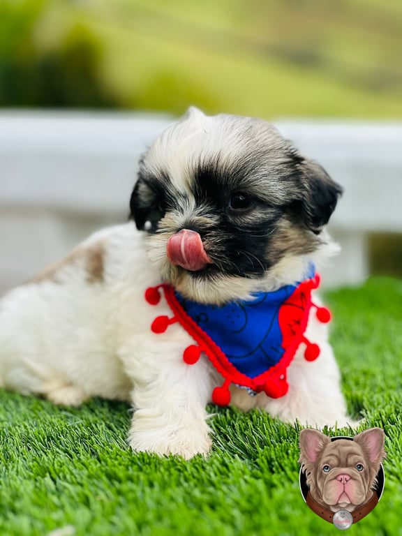 Cachorro Shih Tzu con pañoleta azul sacando la lengua sentado sobre césped