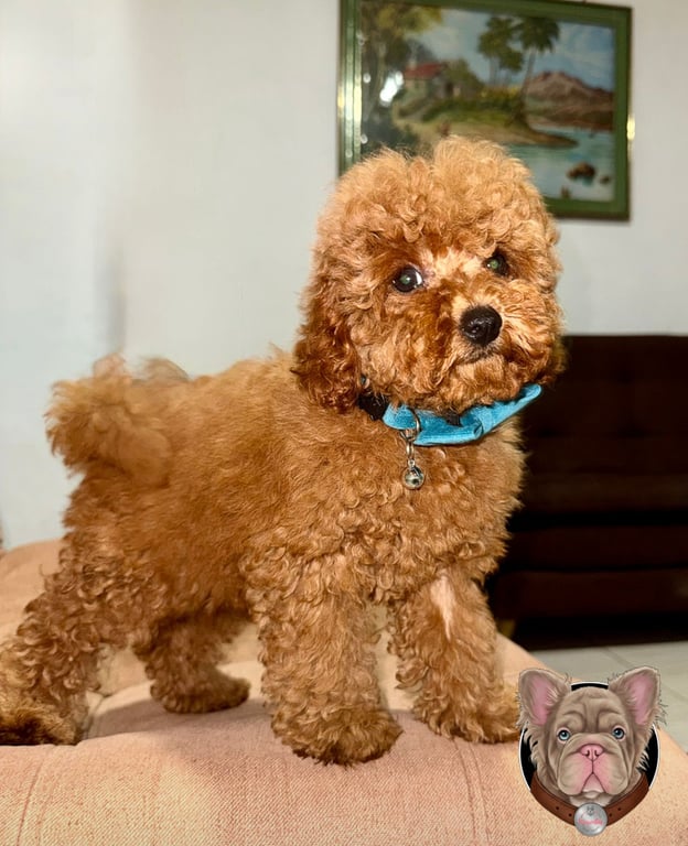 Cachorro Caniche de pie en interior con collar turquesa