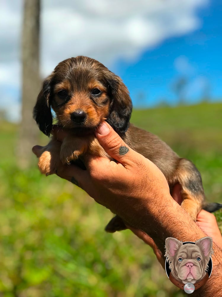 Cachorro teckel de pelo largo negro y fuego sostenido en brazos.