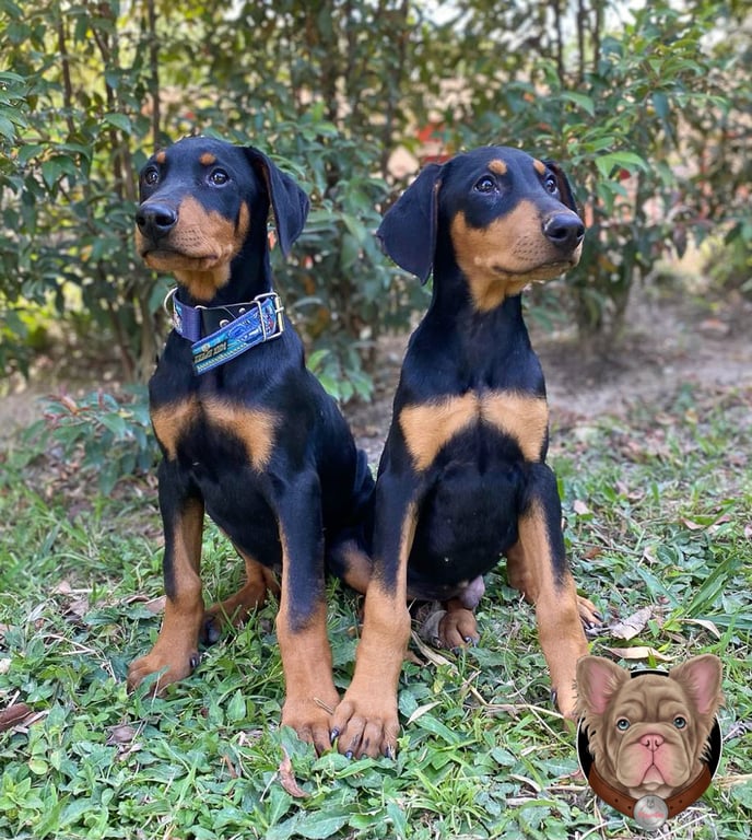 Dos cachorros Doberman negros y fuego sentados sobre el pasto