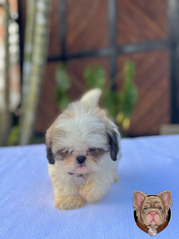 Cachorro Shih Tzu blanco y dorado de pie mirando a cámara sobre tela azul
