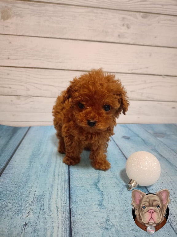 Cachorro Caniche color chocolate de pie sobre piso de madera