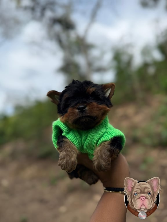 Cachorro Yorkshire Terrier con sueter verde en brazos