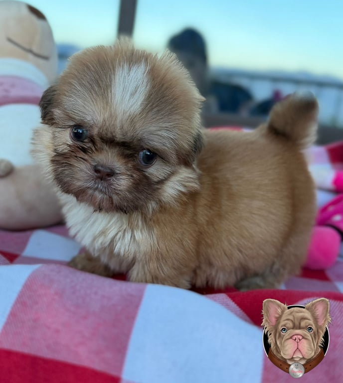 Cachorro Shih Tzu de manto dorado recostado sobre una manta a cuadros