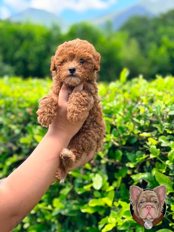 Cachorro Caniche sostenido en brazos entre vegetacion