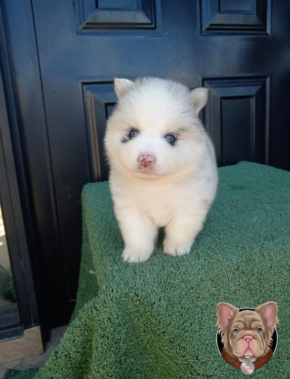 Cachorro Pomsky crema de ojos claros sentado sobre una superficie verde