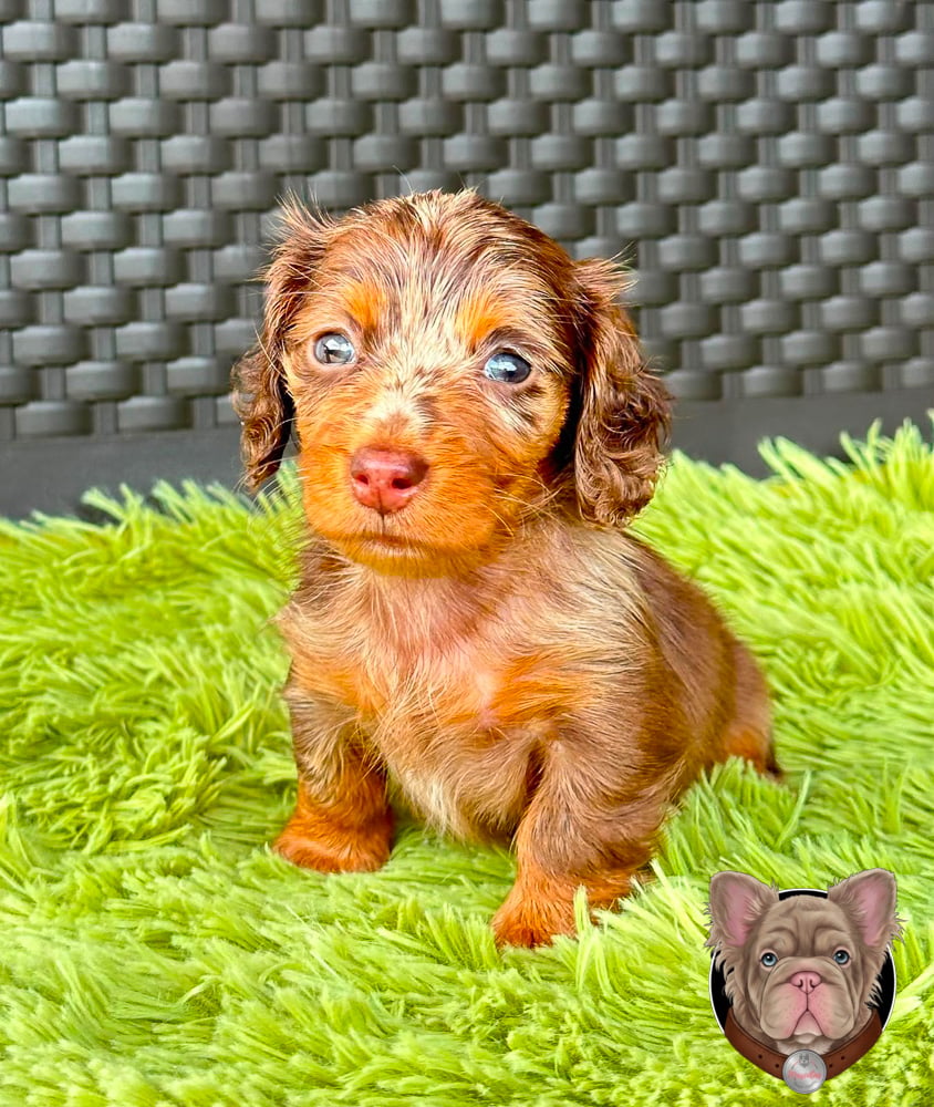 Cachorro teckel de pelo largo chocolate arlequín de cuerpo completo.