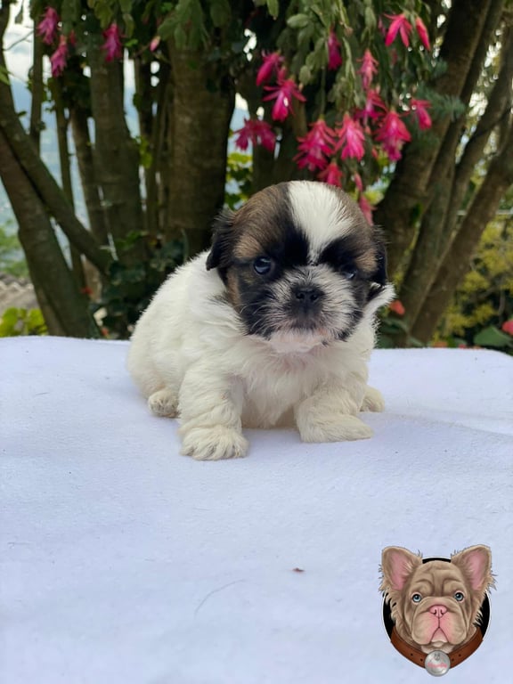 Cachorro Shih Tzu de pie sobre tela blanca con flores rosadas de fondo