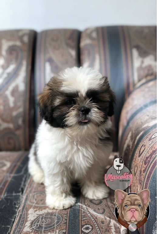 Cachorro Shih Tzu café y blanco sentado en un sofá de interior