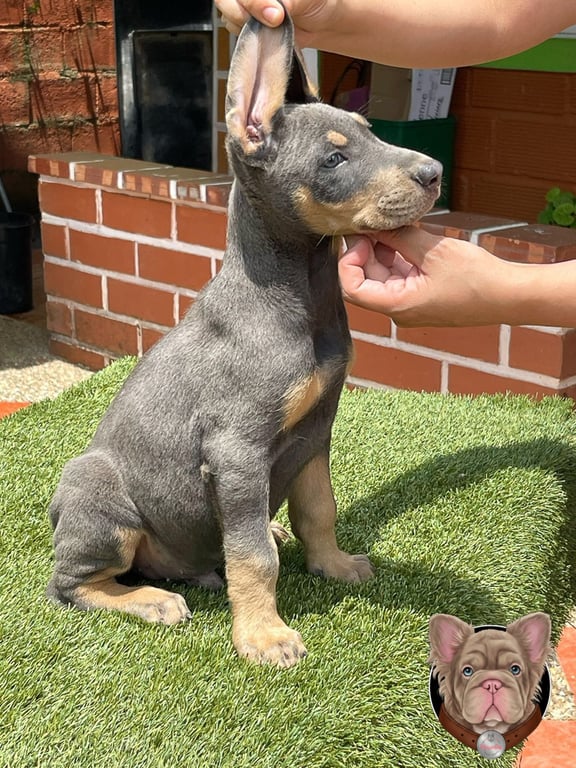 Cachorro Doberman azul y fuego sentado sobre pasto sintético
