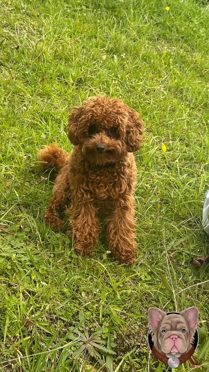 Cachorro Poodle de cuerpo completo sobre cesped