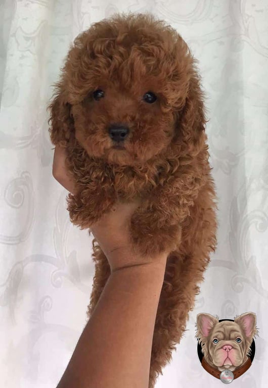Cachorro Caniche sostenido en brazos junto a cortina