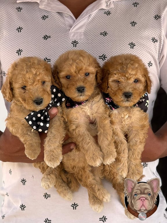 Tres cachorros Poodle con moños de lunares agrupados