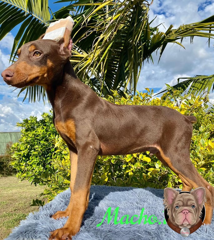 Doberman adulto rojizo de pie al aire libre entre palmeras