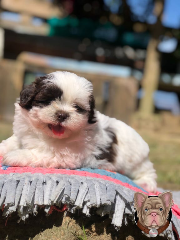 Cachorro Shih Tzu blanco y negro recostado con la boca abierta en un cojín al aire libre