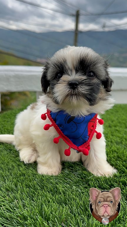 Cachorro Shih Tzu con pañoleta azul sentado sobre pasto junto a una cerca blanca