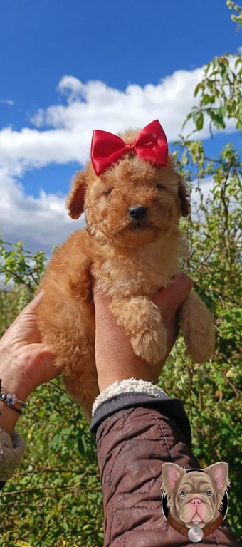 Cachorro Poodle de manto claro sostenido bajo cielo despejado