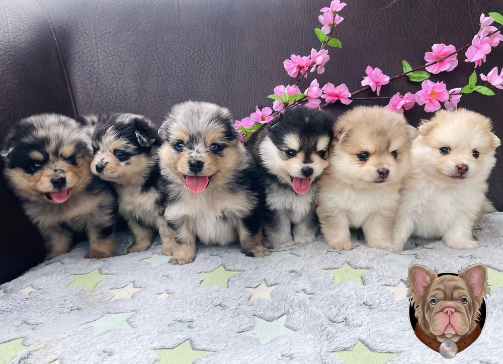 Cuatro cachorros Pomsky reunidos sobre una manta con flores decorativas