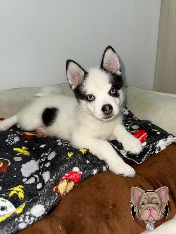 Cachorro Pomsky blanco y negro acostado sobre una manta estampada