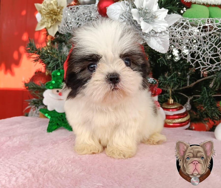 Cachorro Shih Tzu sentado frente a una decoración navideña