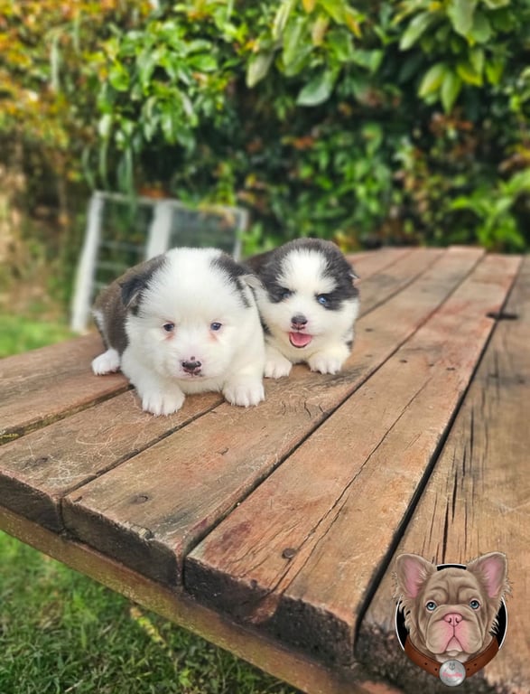Dos cachorros Pomsky blancos y grises sobre una mesa de madera