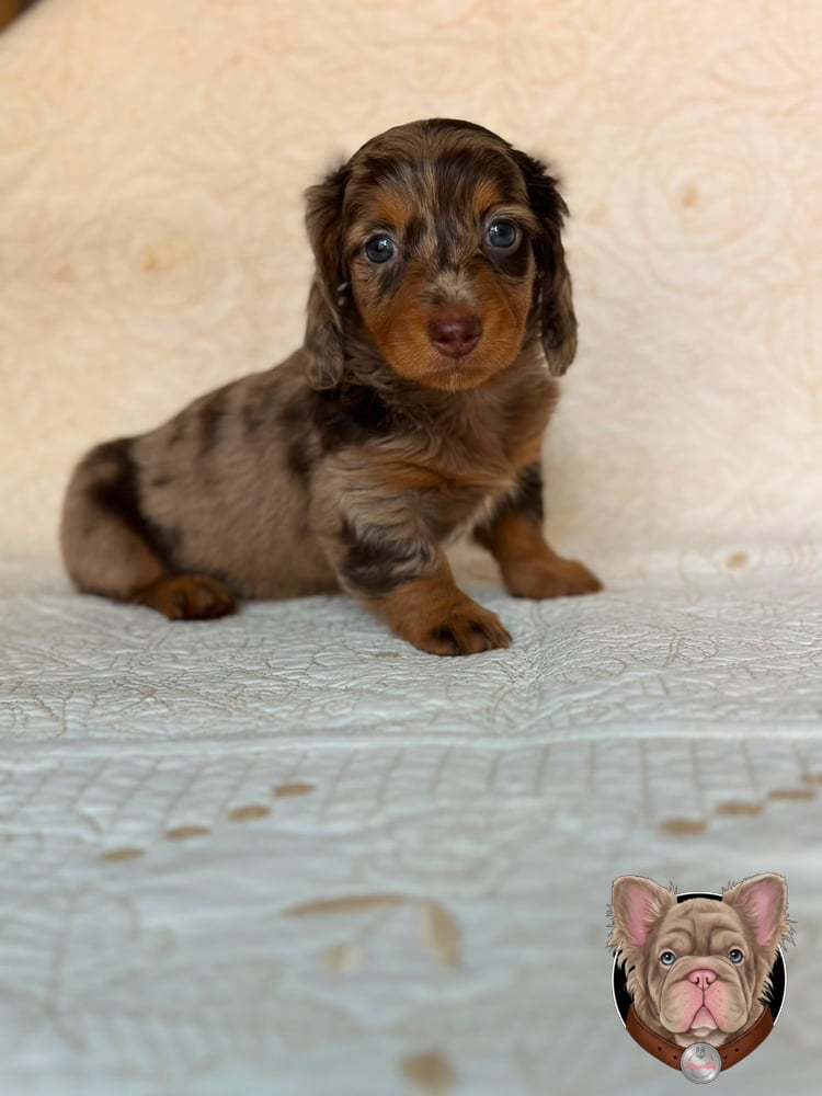 Cachorro teckel de pelo largo chocolate arlequín sentado.