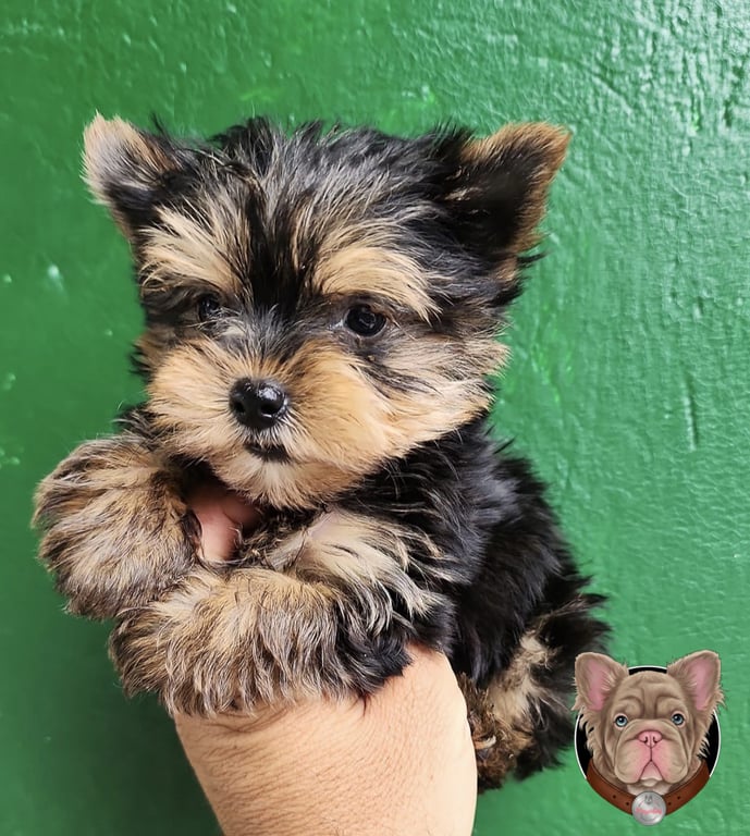 Cachorro Yorkshire Terrier en primer plano sobre fondo verde