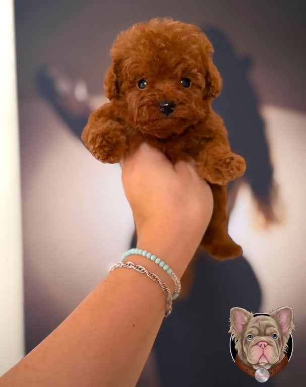 Cachorro Poodle sostenido en brazos sobre fondo claro