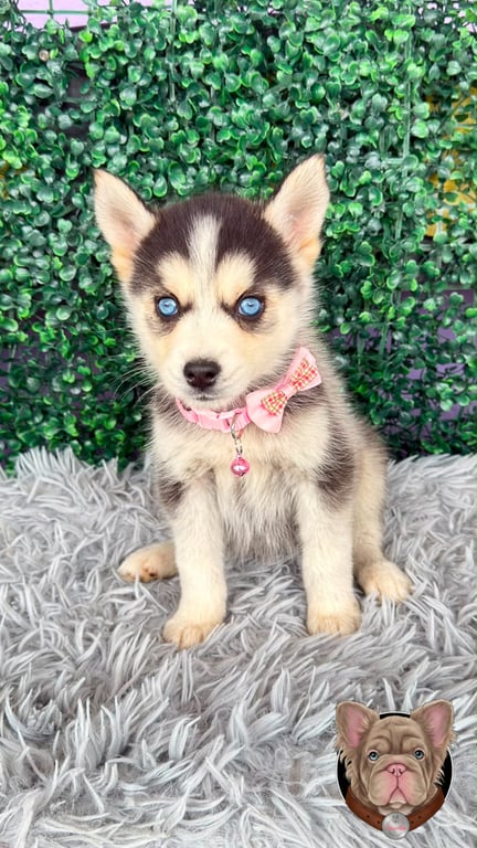 Cachorro Pomsky crema con lazo rosado y ojos azules sentado al aire libre