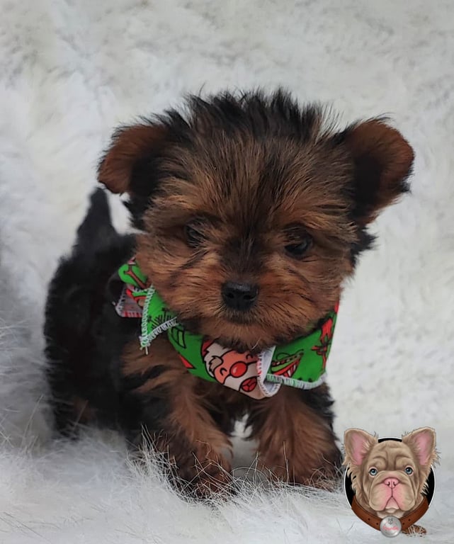 Cachorro Yorkshire Terrier de manto rojizo intenso con panoleta