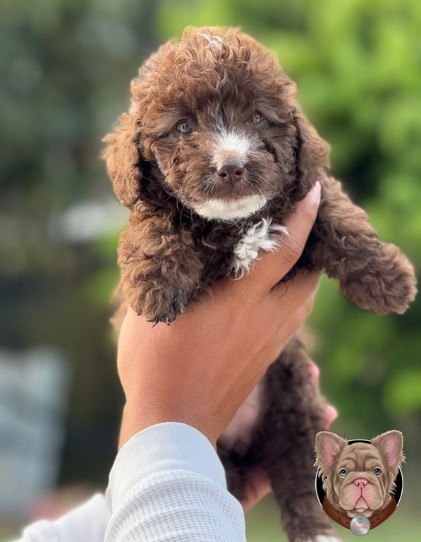 Cachorro Poodle de manto gris sostenido en brazos al aire libre