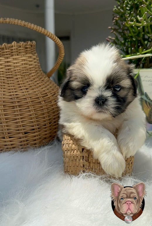 Cachorro Shih Tzu blanco y negro sentado dentro de una cesta de mimbre
