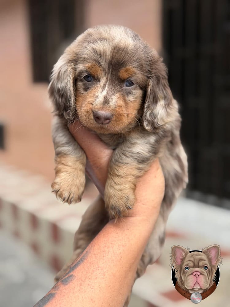 Cachorro teckel de pelo largo chocolate arlequín sostenido en brazos.