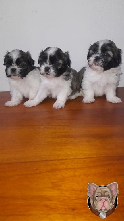 Tres cachorros Shih Tzu blanco y negro de pie sobre un piso de madera