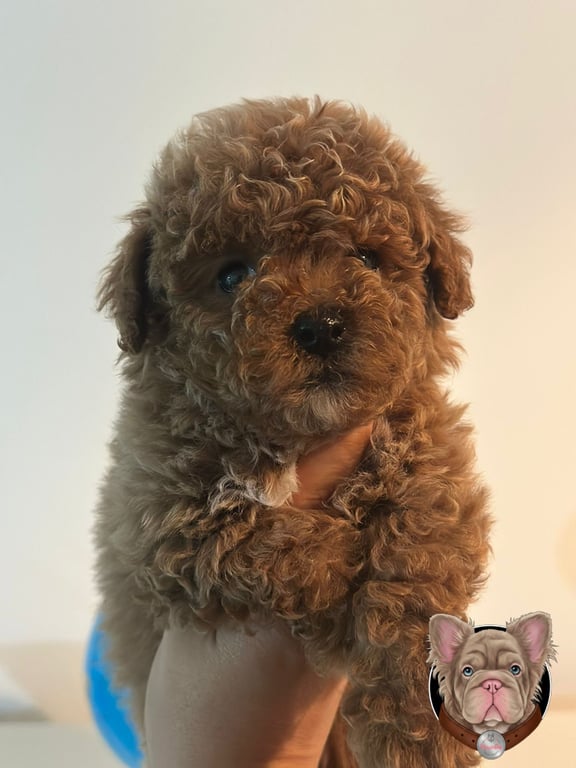 Cachorro Poodle sostenido en brazos con fondo de mapamundi