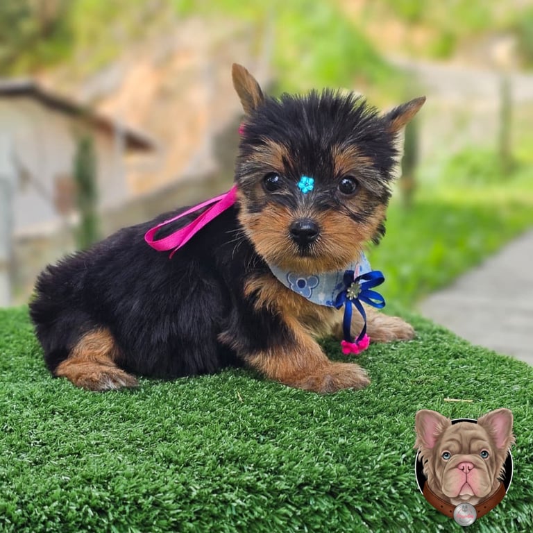 Cachorro Yorkshire Terrier con lazo rosado recostado sobre cesped artificial