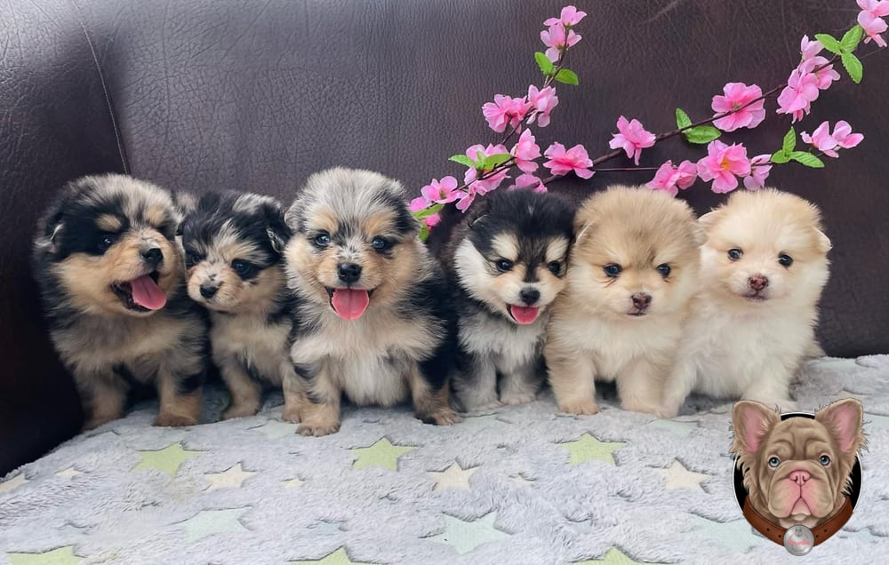 Cuatro cachorros Pomsky de distintos colores sentados en fila