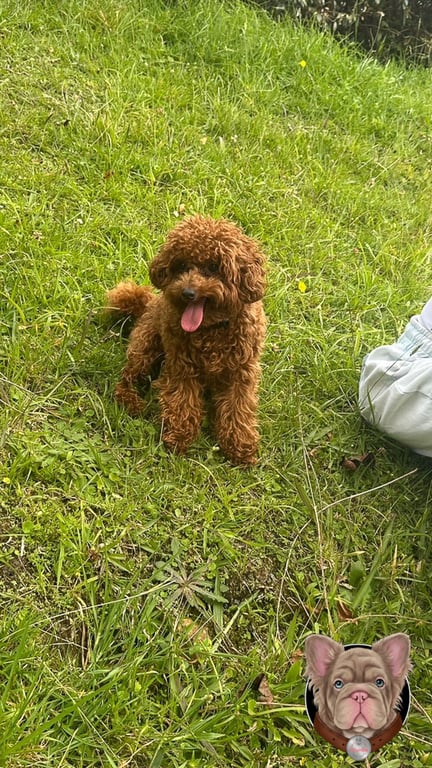 Cachorro Caniche de pie sobre cesped con lengua afuera